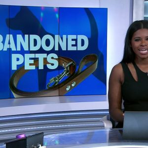 Trenton animal shelter staff worried about uptick of abused pets being found